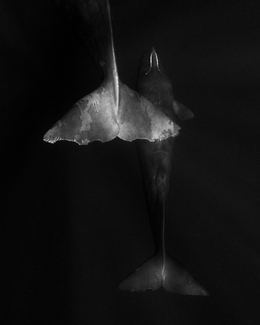 Come Dive with Me Come Dive with Me