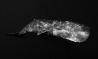 The Twilight Zone The Twilight Zone