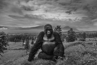 Where the Wild Things Were Where the Wild Things Were