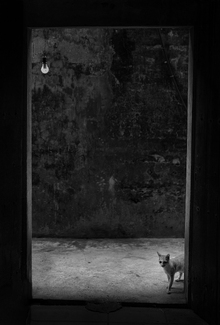 A lamp and a cat A lamp and a cat