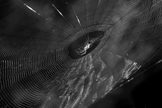 Lady in Waiting Lady in Waiting