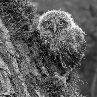 Owl Texture Owl Texture