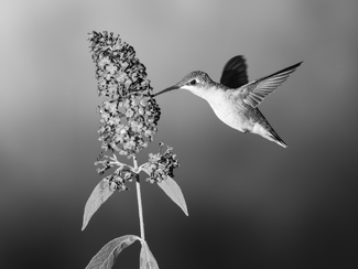 Hummer in the Summer Hummer in the Summer