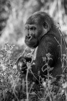 The gorilla The gorilla