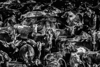 Do We A-Moos You? Do We A-Moos You?