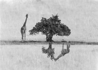 Crazy World Crazy World