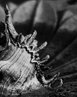 Shell at Sunset Shell at Sunset