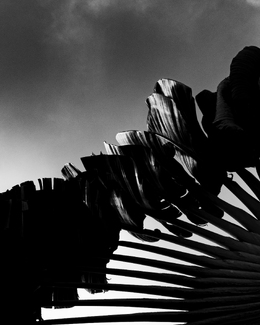 The Highest Leaves Catch the Last Light The Highest Leaves Catch the Last Light