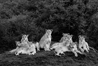Mothers Of The Masai Mothers Of The Masai