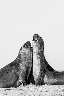 Elephant Seals in Argentina's Peninsula Valdes Elephant Seals in Argentina's Peninsula Valdes