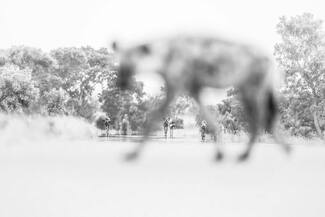 L'avant garde du flou L'avant garde du flou