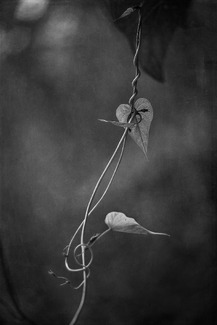 Chiave di Violino Chiave di Violino