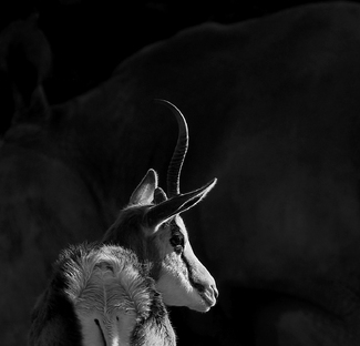 One perfect horn One perfect horn