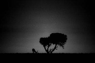 Peace of the night Peace of the night