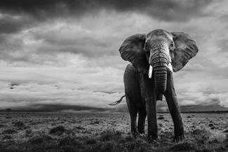 Elephant Matriarch Elephant Matriarch