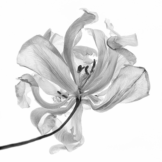 Aging Gracefully Aging Gracefully