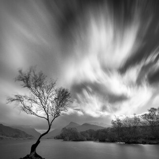 Lonely Tree Lonely Tree