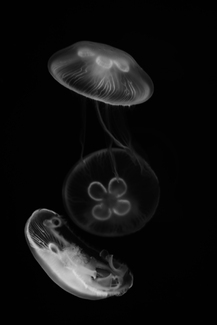 Marshmallows of the Sea Marshmallows of the Sea