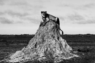 Lighthouse keeper Lighthouse keeper