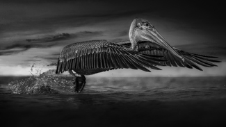 Majestic Flight at Clearwater Beach #1 Majestic Flight at Clearwater Beach #1