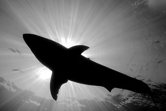 Light, camera action Light, camera action