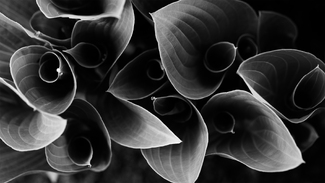 Expanding Hearts Expanding Hearts