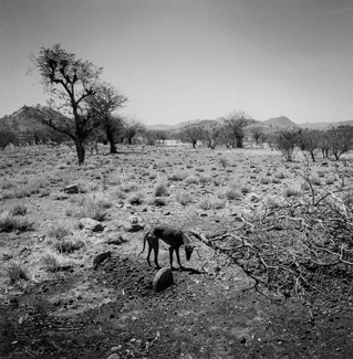 Dog at Gravesite, Sudan Dog at Gravesite, Sudan