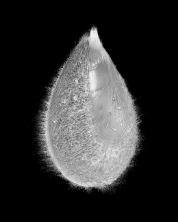 Water balloon Water balloon