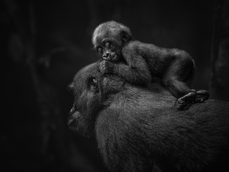 Peace with Momma Peace with Momma