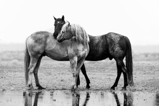 The union of opposites The union of opposites