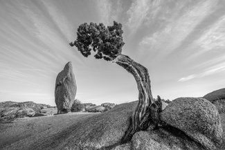 Penguin Rock & Juniper Penguin Rock & Juniper