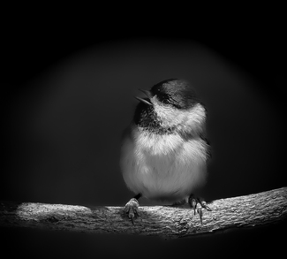 My Little Chickadee My Little Chickadee