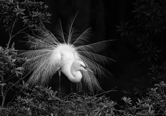 Those Beautiful Aigrettes Those Beautiful Aigrettes