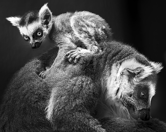 Parent and child lemurs Parent and child lemurs