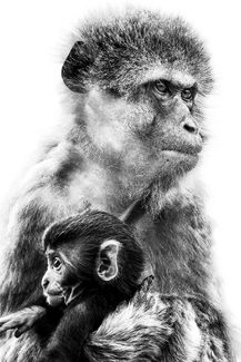 Parent and child monkeys Parent and child monkeys