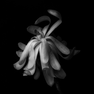 White Spider Magnolia White Spider Magnolia