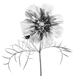 Exquisite Cosmos Exquisite Cosmos