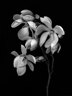 Magnificent Magnolias Magnificent Magnolias