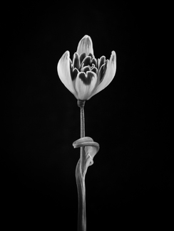 Snowdrop with a Heart Snowdrop with a Heart