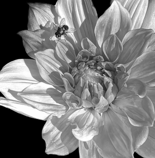 Beauty and the Bug Beauty and the Bug