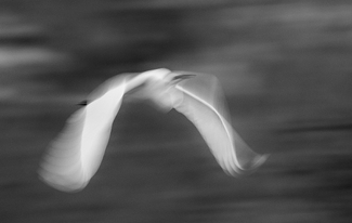 Whispering Wings Whispering Wings