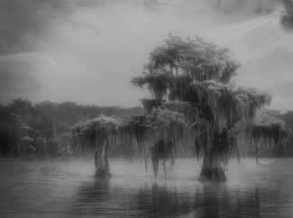 Cypress Sentinels Cypress Sentinels