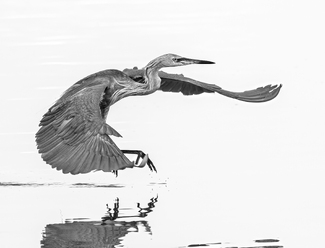 Dancing on Water Dancing on Water