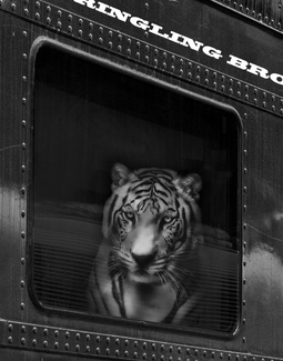 Heading To The Big Top Heading To The Big Top