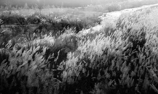 Feathers of The Wind Feathers of The Wind
