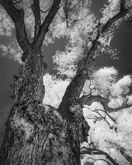The Mayor fo Cottonwoods The Mayor fo Cottonwoods