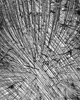 Spring Shadows Spring Shadows