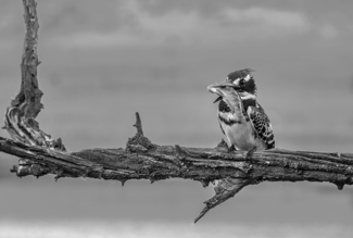 Pied Kingfisher with Meal