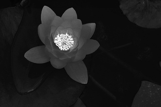Glowing Water Lily, Coromandel, New Zealand Glowing Water Lily, Coromandel, New Zealand