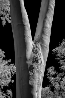 Red River Gums No 4 Red River Gums No 4